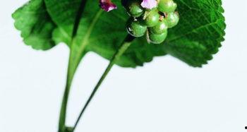 叶兰爆料视频大全下载,揭秘幕后真相，带你走进事件核心  第3张